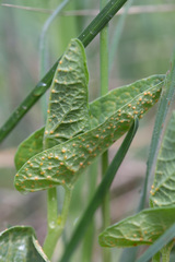 Puccinia aristolochiae