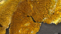 Steccherinum laeticolor