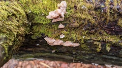 Steccherinum laeticolor