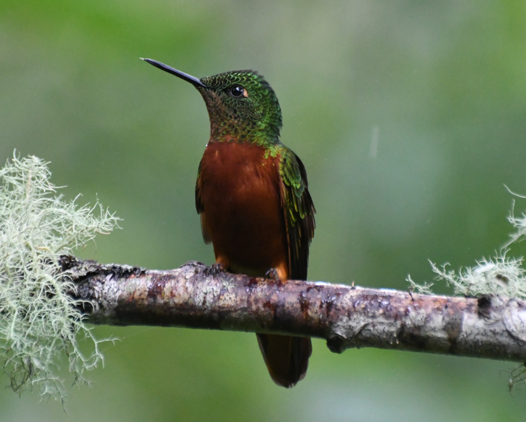 Chestnut-breasted Coronet