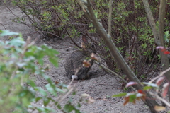 Oryctolagus cuniculus