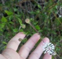 Melanthera angustifolia