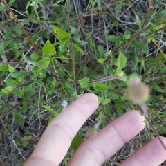 Melanthera angustifolia