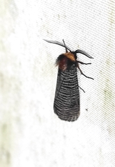 Graphelysia strigillata