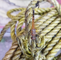 Brachydiplax chalybea