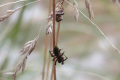 Phryganoporus candidus