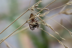 Phryganoporus candidus