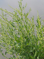 Rumex microcarpus