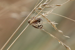 Phryganoporus candidus