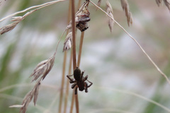 Phryganoporus candidus