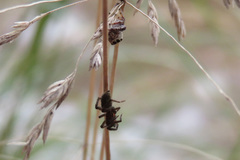 Phryganoporus candidus