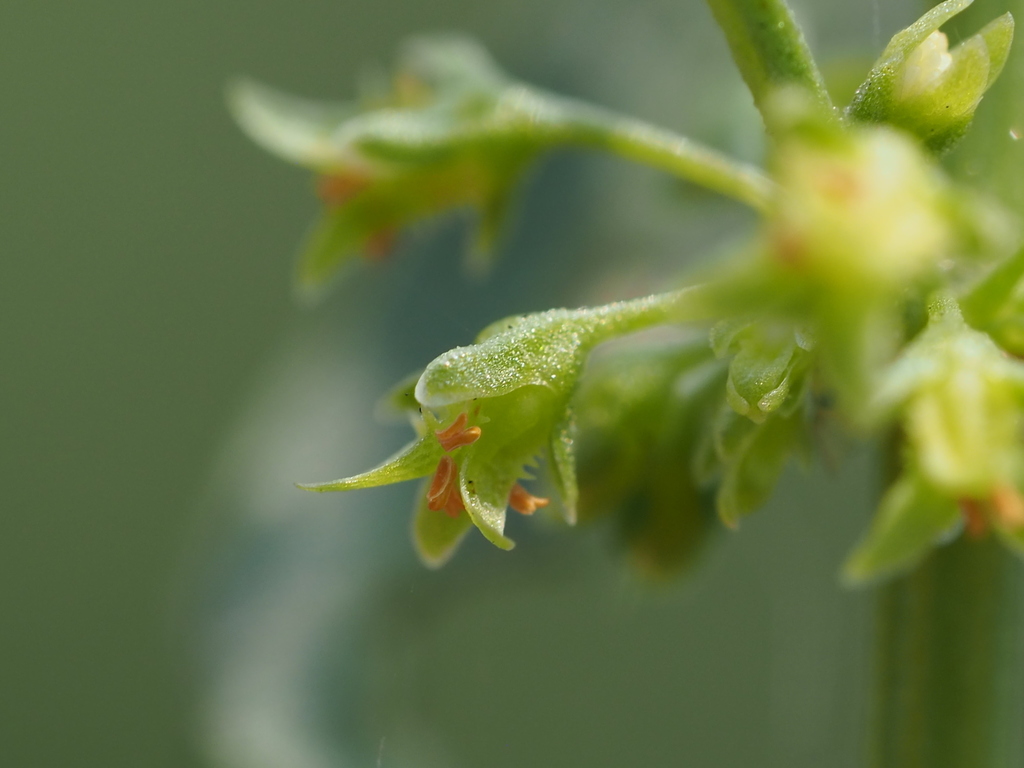 Rumex microcarpus (Rumex microcarpus)