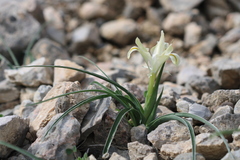 Iris austrotschatkalica