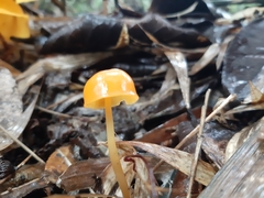 Hymenogloea papyracea