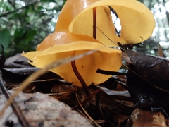 Hymenogloea papyracea