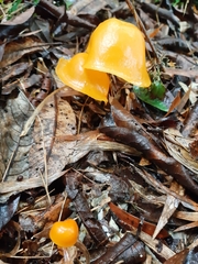 Hymenogloea papyracea