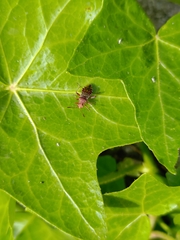 Rhopalus subrufus