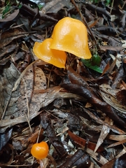 Hymenogloea papyracea