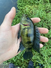 Hemichromis elongatus