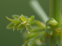Rumex microcarpus