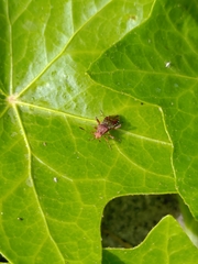 Rhopalus subrufus