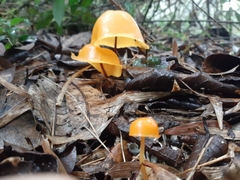 Hymenogloea papyracea