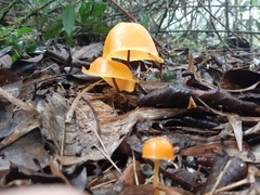 Hymenogloea papyracea