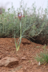 Iris longiscapa