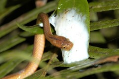 Compsophis laphystius