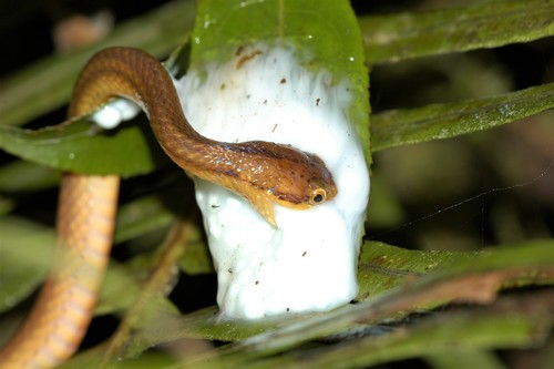 Ranomafana Big-headed Snake, Compsophis laphystius