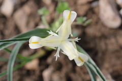 Iris austrotschatkalica