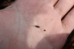 Uleiota