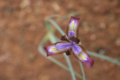 Iris longiscapa