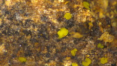 Bionectriaceae