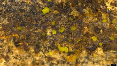 Bionectriaceae