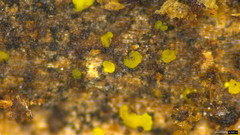 Bionectriaceae