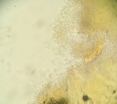 Bionectriaceae