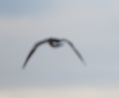 Branta leucopsis