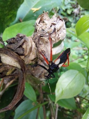 Calliclopius nigripes