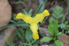 Scorpiris
