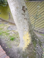 Candelariella reflexa