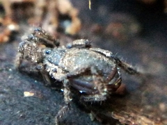 Anelasmocephalus cambridgei