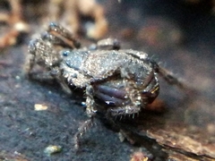 Anelasmocephalus cambridgei