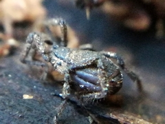 Anelasmocephalus cambridgei