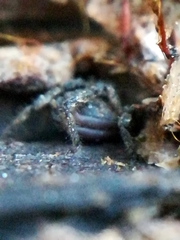 Anelasmocephalus cambridgei