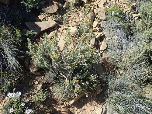 Image of Euryops lateriflorus by no rights reserved