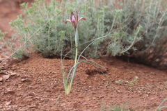 Iris longiscapa