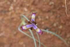 Iris longiscapa