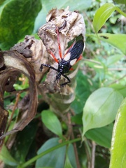 Calliclopius nigripes