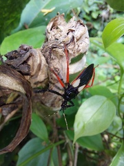 Calliclopius nigripes